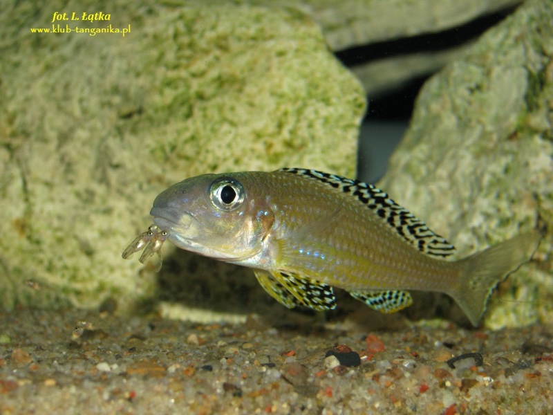 Xenotilapia papilio 'Tembwe (Deux)'